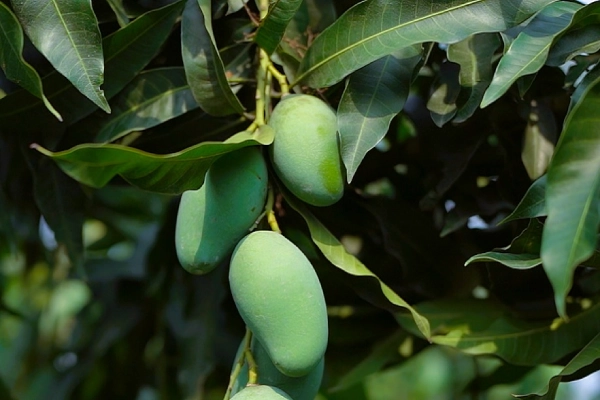 Amrapali Mango- Amropali Mango- আম্রপালি আম - আমরুপালি আম