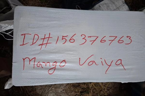 Amrapali Mango Packing- Amropali Mango Packaging - আম্রপালি আমের প্যাকিং - আমরুপালি আমের প্যাকেজিং