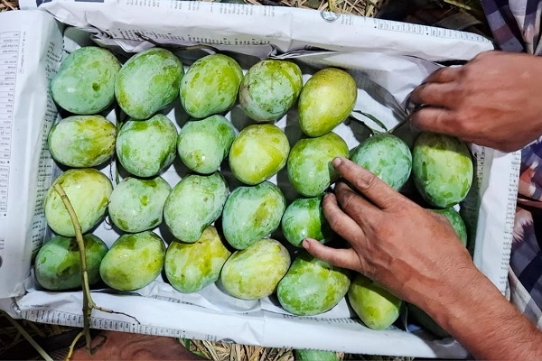 Amrapali Mango | আম্রপালি আম - Image 3