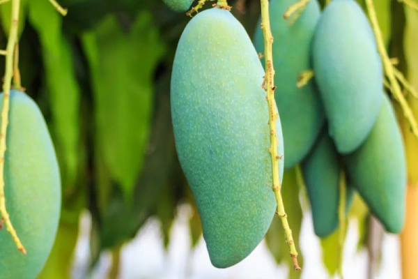 Banana Mango _ ব্যানানা আম