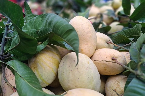 Fajli Mango ফজলি আম