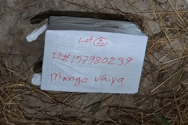 Fazli Mango _ ফজলি আম after packing