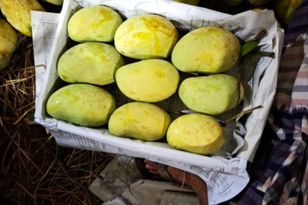 Fazli Mango _ ফজলি আম before packeting