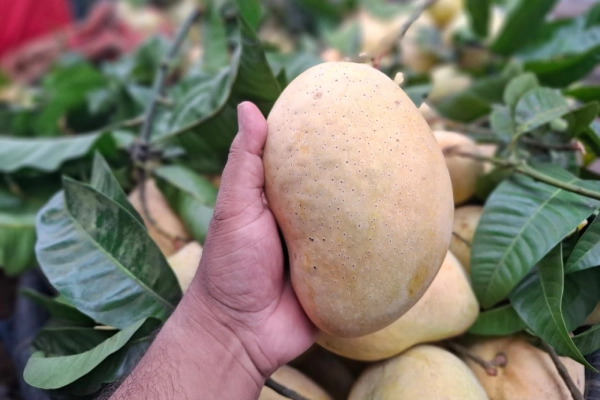 Fazli Mango _ ফজলি আম