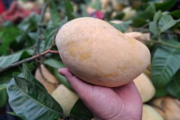 Fozli mango fazli mango Fajli mango fojli mango ফজলি আম