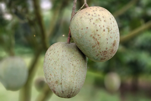 Gauromati Mango - Gouromati Mango - গৌড়মতি আম