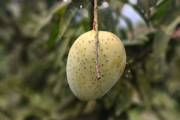 Gauromati_Gouromoti Mango Gauromati Mango _ গৌড়মতি আম