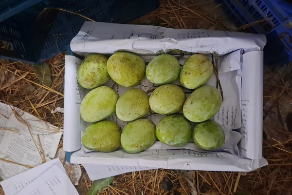 Gauromati_Gouromoti Mango Packaging - Gauromati Mango Packaging - গৌড়মতি আম প্যাকেজিং 1