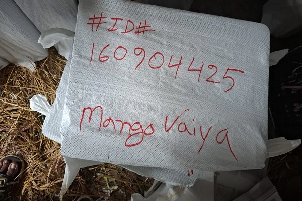 Gauromati_Gouromoti Mango before delivery - Gauromati Mango before delivery - গৌড়মতি আম ডেলিভারি দেয়ার আ