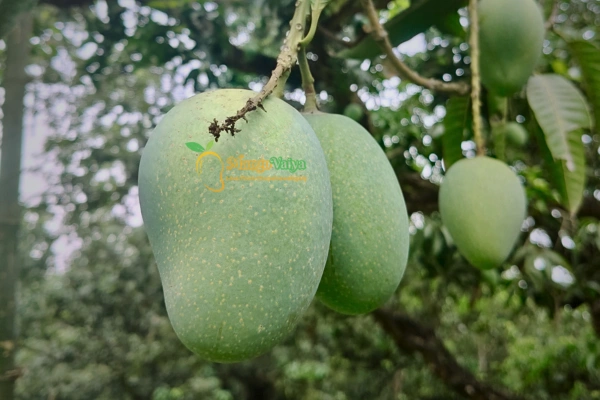Gopalbhog Mango গোপালভোগ আম