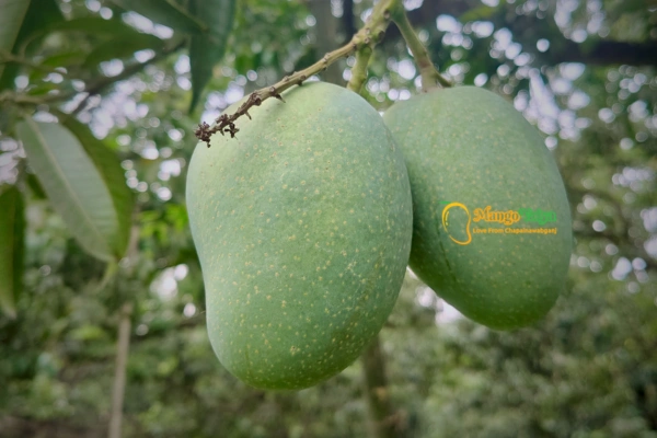 Gopalvhog Mango গোপালভোগ আম