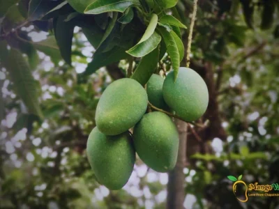 Gopalvog Mango -গোপালভোগ আম