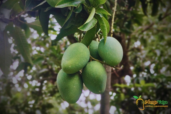 Gopalvog Mango -গোপালভোগ আম