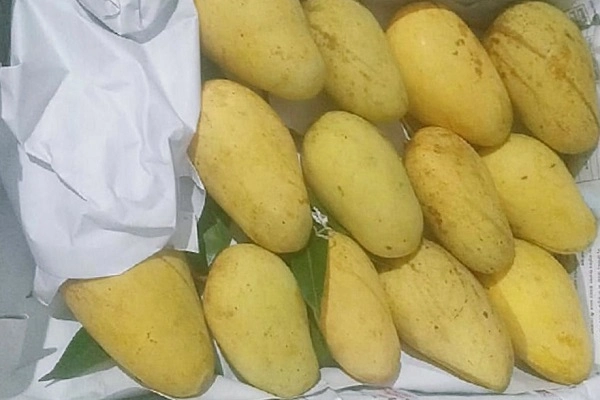 Katimon Mango কাটিমন আম Before Packaging