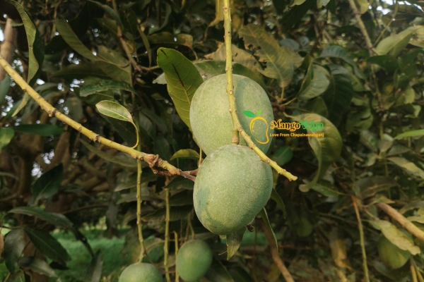Khirsapat Mango _ খিরসাপাত আম