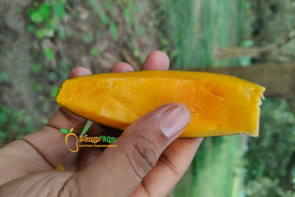 Khirsapati Mango _ খিরসাপাত আম