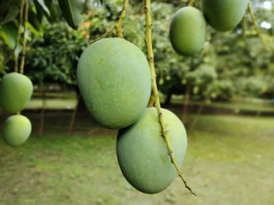 Langra Mango _ ল্যাংড়া আম
