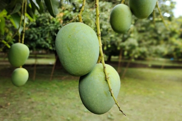 Langra Mango _ ল্যাংড়া আম