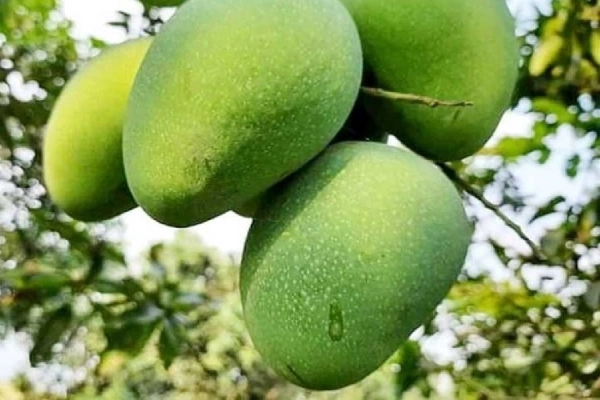 gopalbhog-mango-গোপালভোগ-আম