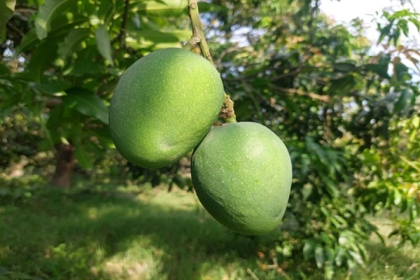 khirsapat-mango-খিরসাপাত-আম