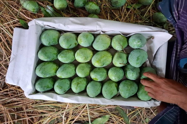 আমরুপালি আম