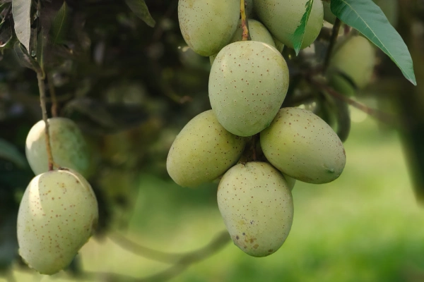 গৌড়মতি আম - Gauromati Mango - - Gouromoti Mango
