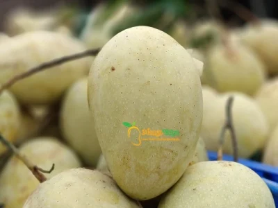 আশ্বিনা আম- আশিনা আম- Asina Mango- Ashwina Mango -Ashina mango