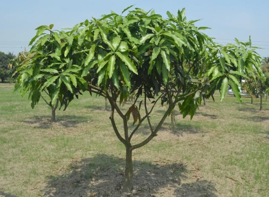 Tree Training for Desired Structure