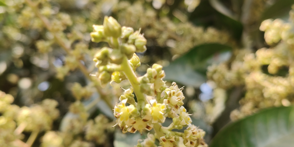 Mango Bud Protection Guide: Insect Control, Disease Management & Higher Yield Strategy