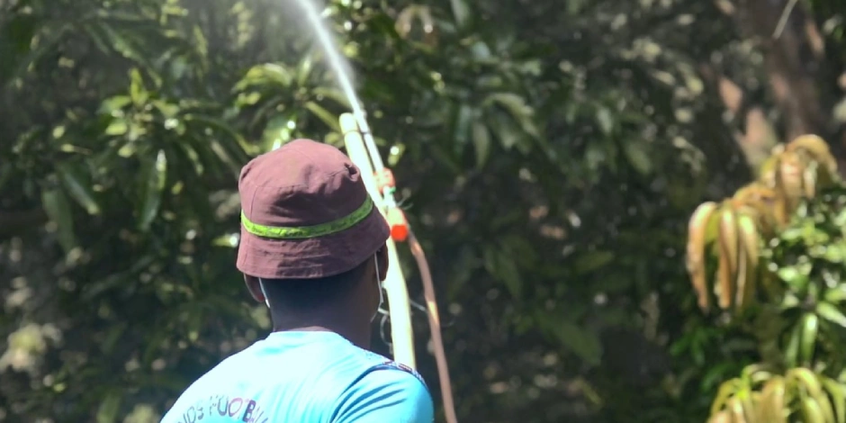 Are Pesticide-Treated Mangoes Safe or Harmful for You?